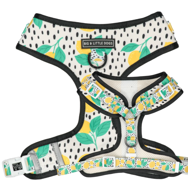 Big and Little Dogs Main squeeze - Premium hondentuig > honden harnas from Big and Little Dogs - Just €10! Shop now at Frenkiezdogshop