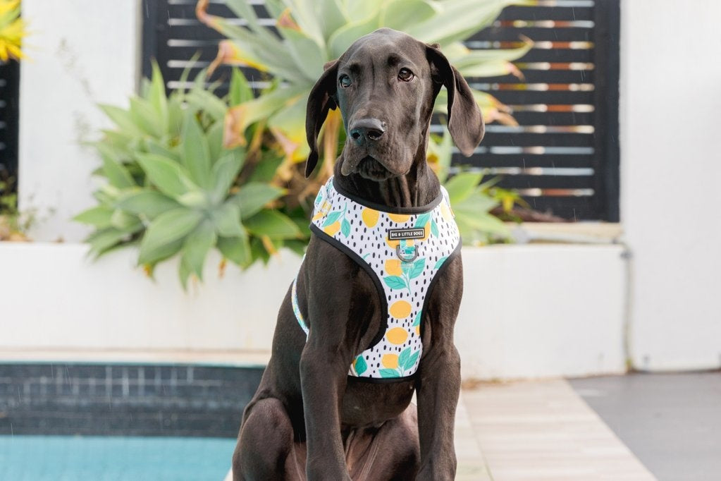 Big and Little Dogs Main squeeze - Premium hondentuig > honden harnas from Big and Little Dogs - Just €10! Shop now at Frenkiezdogshop