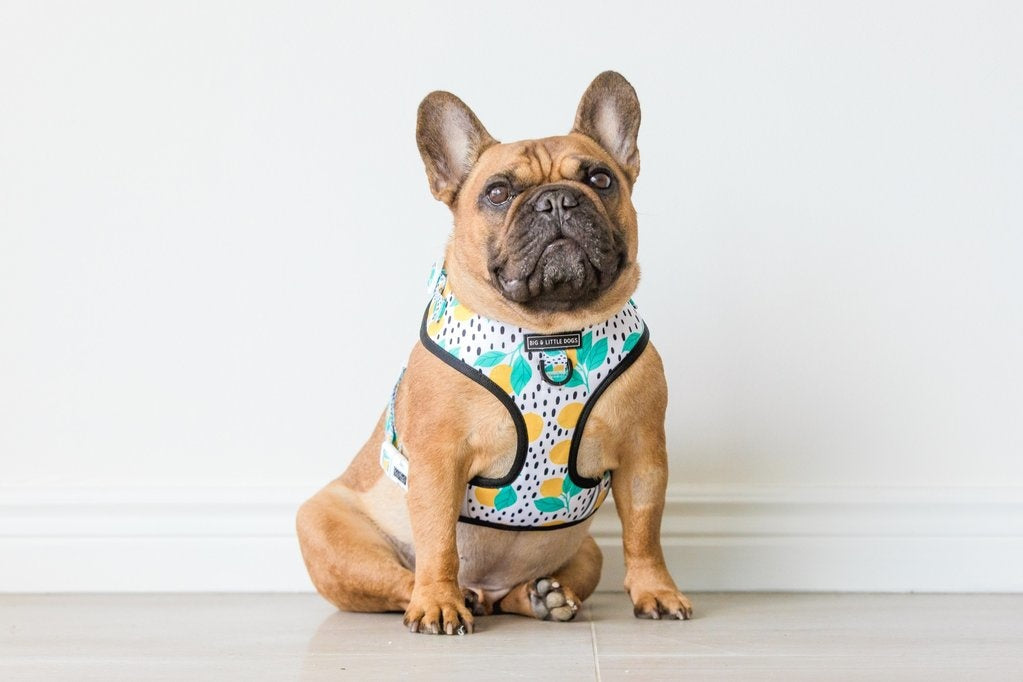 Big and Little Dogs Main squeeze - Premium hondentuig > honden harnas from Big and Little Dogs - Just €10! Shop now at Frenkiezdogshop