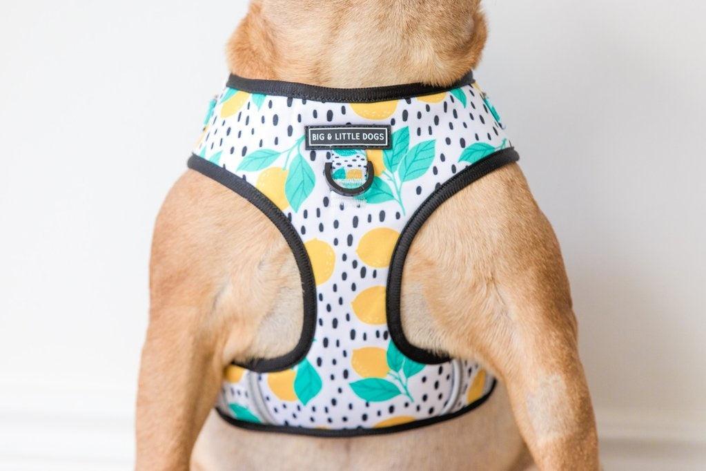 Big and Little Dogs Main squeeze - Premium hondentuig > honden harnas from Big and Little Dogs - Just €10! Shop now at Frenkiezdogshop