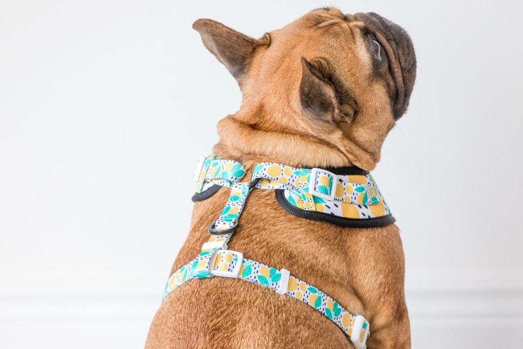 Big and Little Dogs Main squeeze - Premium hondentuig > honden harnas from Big and Little Dogs - Just €10! Shop now at Frenkiezdogshop