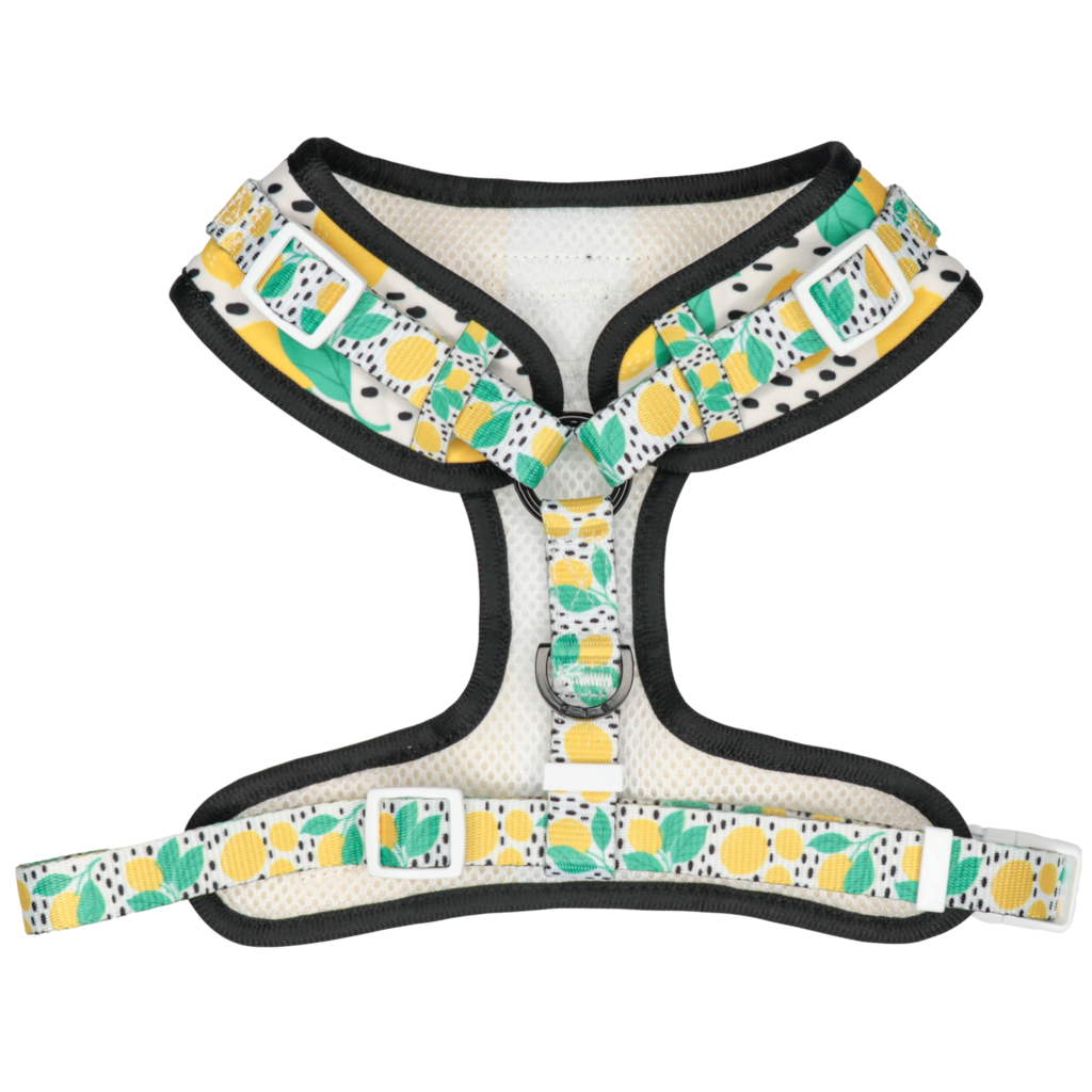 Big and Little Dogs Main squeeze - Premium hondentuig > honden harnas from Big and Little Dogs - Just €10! Shop now at Frenkiezdogshop