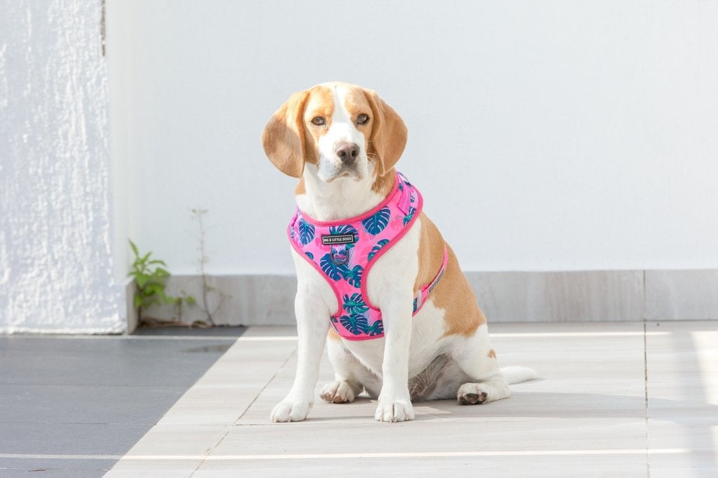 Big and Little Dogs Adjustable Harness Summer Lovin' ( L & XL ) - Premium hondentuig > honden harnas from Big and Little Dogs - Just €10! Shop now at Frenkiezdogshop