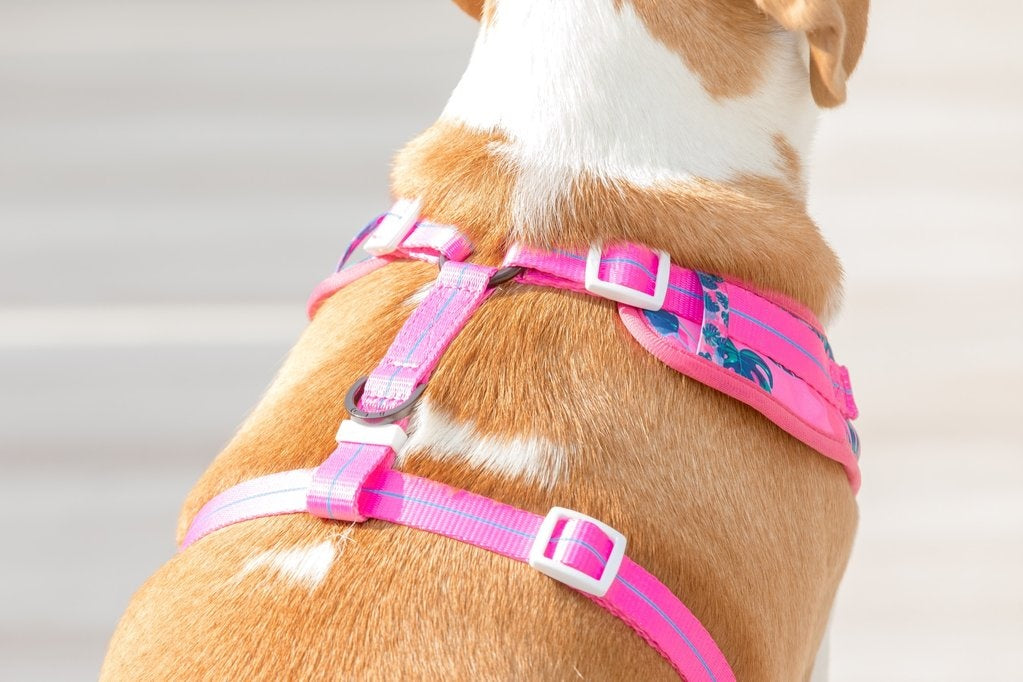 Big and Little Dogs Adjustable Harness Summer Lovin' ( L & XL ) - Premium hondentuig > honden harnas from Big and Little Dogs - Just €10! Shop now at Frenkiezdogshop