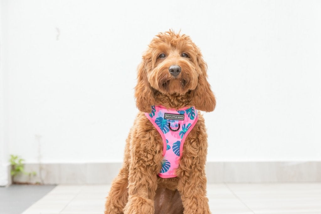 Big and Little Dogs Adjustable Harness Summer Lovin' ( L & XL ) - Premium hondentuig > honden harnas from Big and Little Dogs - Just €10! Shop now at Frenkiezdogshop