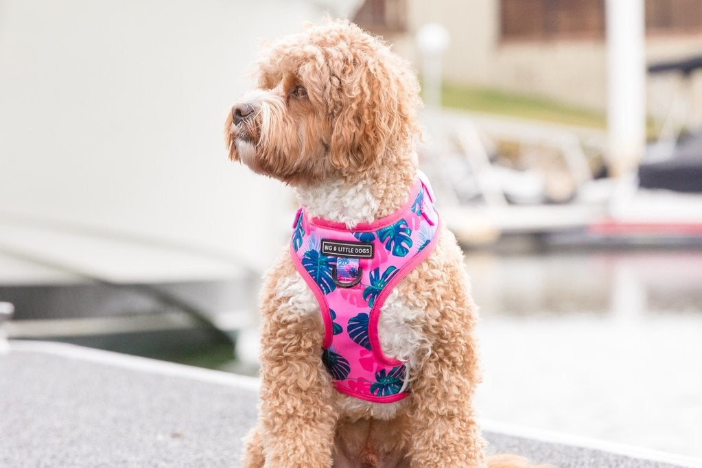 Big and Little Dogs Adjustable Harness Summer Lovin' ( L & XL ) - Premium hondentuig > honden harnas from Big and Little Dogs - Just €10! Shop now at Frenkiezdogshop