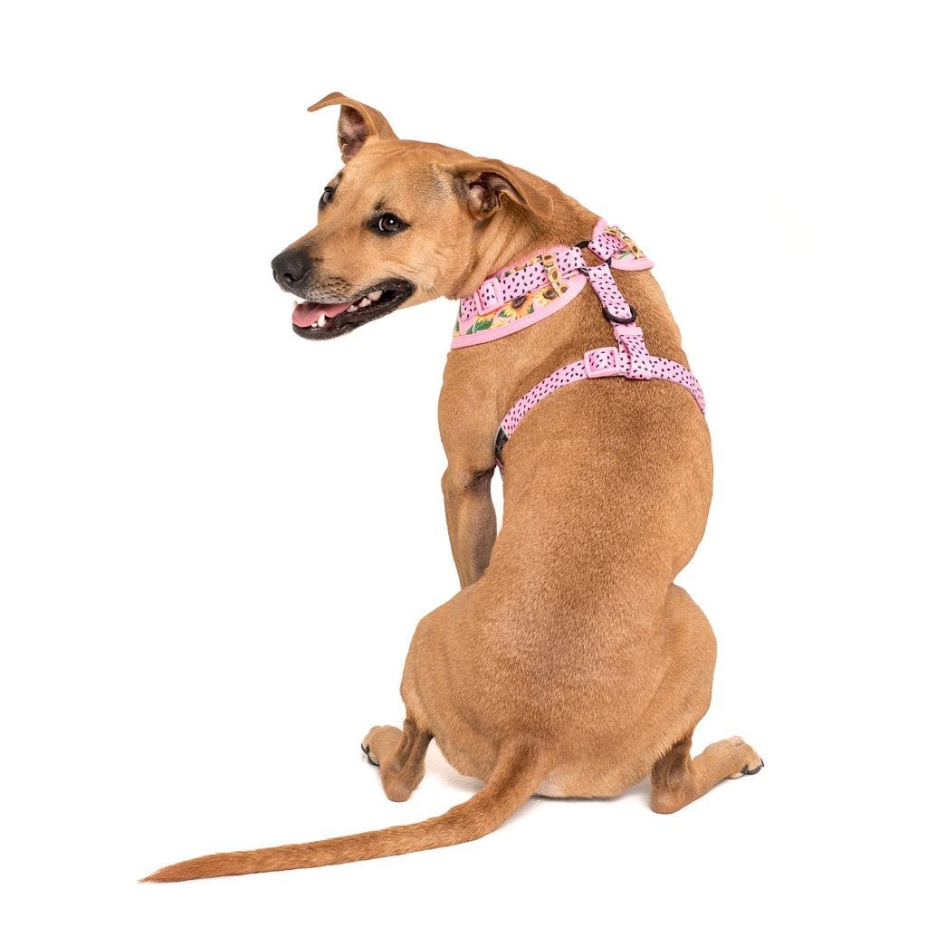 Big and Little Dogs Adjustable Harness You Are My Sunshine ( X - LARGE) hondentuig > honden harnas > model A X - Large