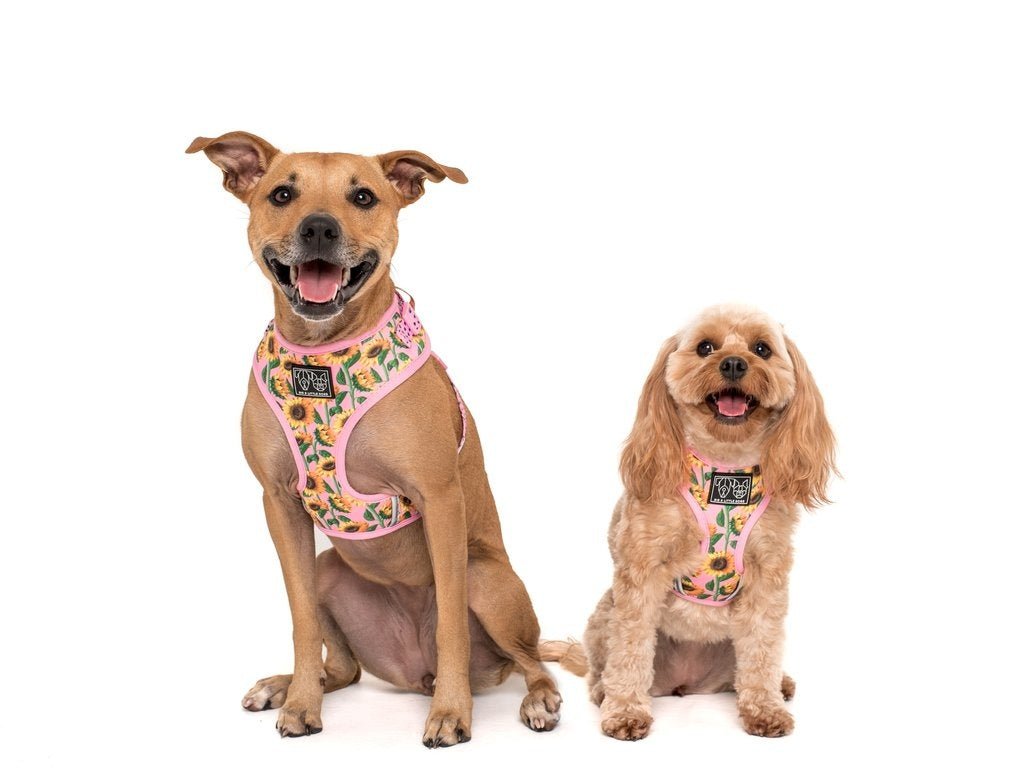 Big and Little Dogs Adjustable Harness You Are My Sunshine ( X - LARGE) hondentuig > honden harnas > model A X - Large