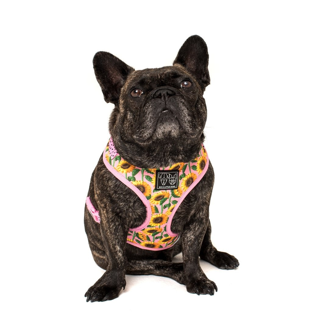 Big and Little Dogs Adjustable Harness You Are My Sunshine ( X-LARGE) - Premium hondentuig > honden harnas from Big and Little Dogs - Just €10! Shop now at Frenkiezdogshop