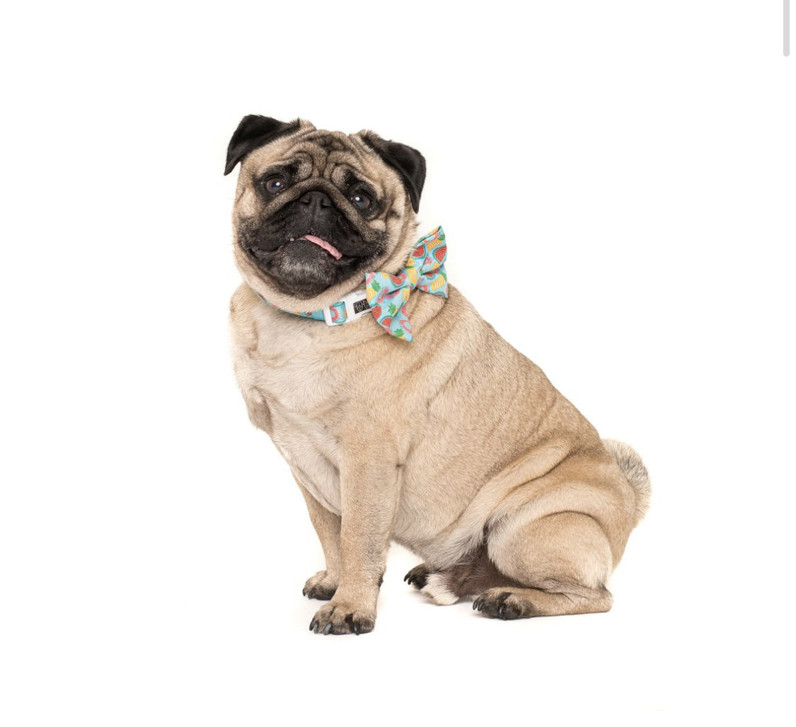 Big and Little Dogs Halsband A Splashing Good Time ( XSMALL ) - Premium halsband > hondenhalsband from Big and Little Dogs - Just €10! Shop now at Frenkiezdogshop