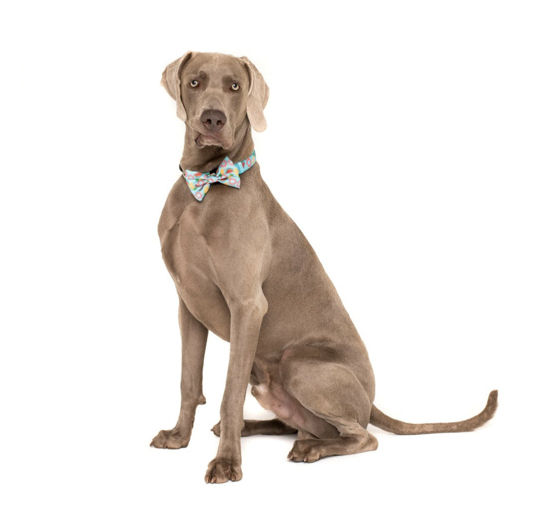 Big and Little Dogs Halsband A Splashing Good Time ( XSMALL ) - Premium halsband > hondenhalsband from Big and Little Dogs - Just €10! Shop now at Frenkiezdogshop