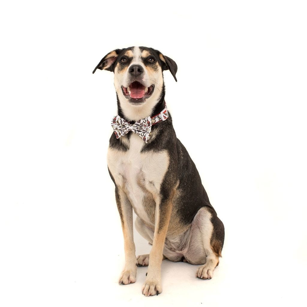 Big and Little Dogs Halsband Best in The West ( XSMALL & MEDIUM ) halsband > hondenhalsband X - Small