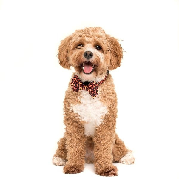 Big and Little Dogs Halsband Too Hot To Handle ( S & L ) - Premium halsband > hondenhalsband from Big and Little Dogs - Just €10! Shop now at Frenkiezdogshop
