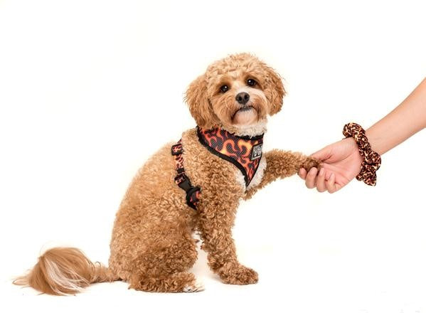 Big and Little Dogs Too Hot To Handle scrunchie - Premium Haarelastiek > haarasseccoire from Big and Little Dogs - Just €5! Shop now at Frenkiezdogshop