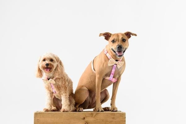 Big and Little Dogs Strap Harness Let's Flamingle ( ALLEEN LARGE) hondentuig > honden harnas > overige modellen Small