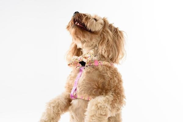 Big and Little Dogs Strap Harness Let's Flamingle ( ALLEEN LARGE) - Premium hondentuig > honden harnas from Big and Little Dogs - Just €10! Shop now at Frenkiezdogshop
