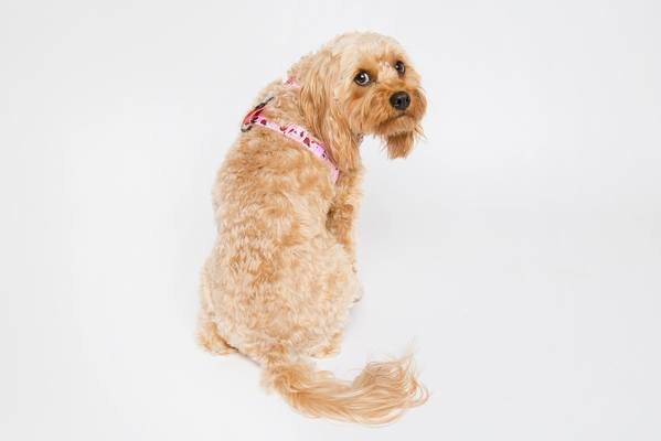 Big and Little Dogs Strap Harness Bug me anytime ( Large ) - Premium hondentuig > honden harnas from Big and Little Dogs - Just €10! Shop now at Frenkiezdogshop