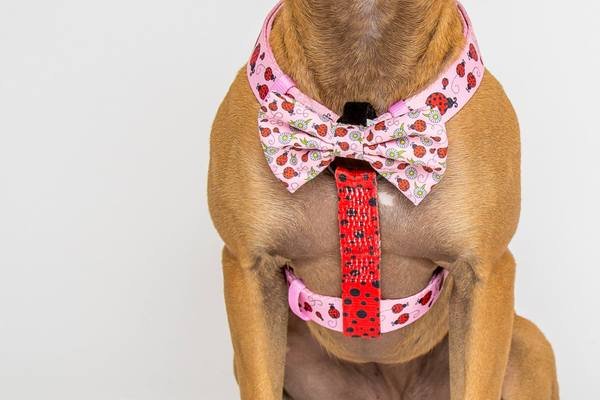 Big and Little Dogs Strap Harness Bug me anytime ( Large ) - Premium hondentuig > honden harnas from Big and Little Dogs - Just €10! Shop now at Frenkiezdogshop