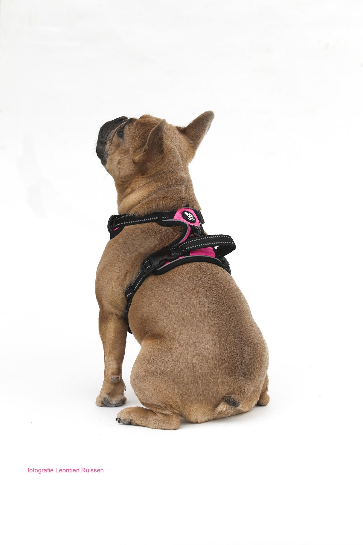 Frenkiez reflective Y tuig dog harness pink - Premium hondentuig > honden harnas from Frenkiez - Just €20! Shop now at Frenkiezdogshop