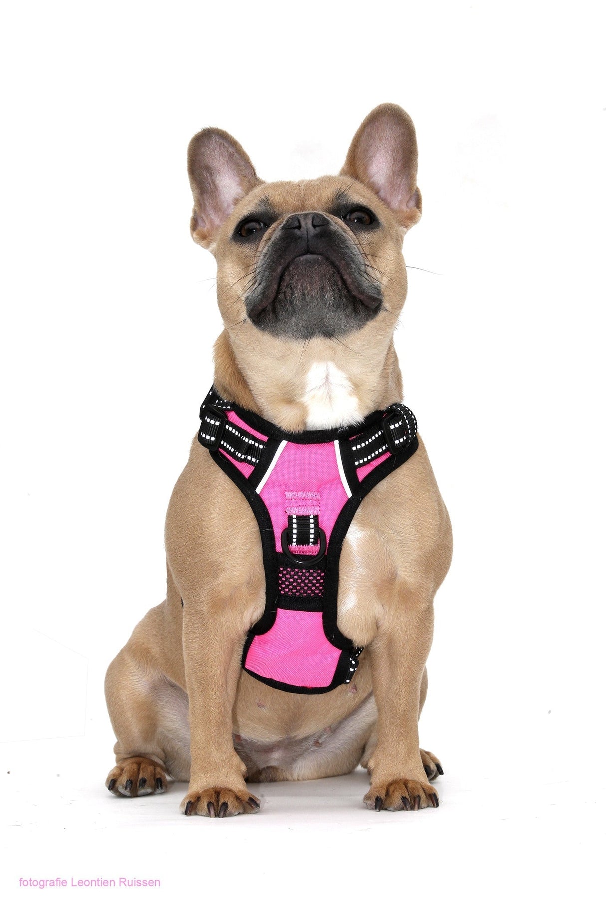 Frenkiez reflective Y tuig dog harness pink - Premium hondentuig > honden harnas from Frenkiez - Just €20! Shop now at Frenkiezdogshop