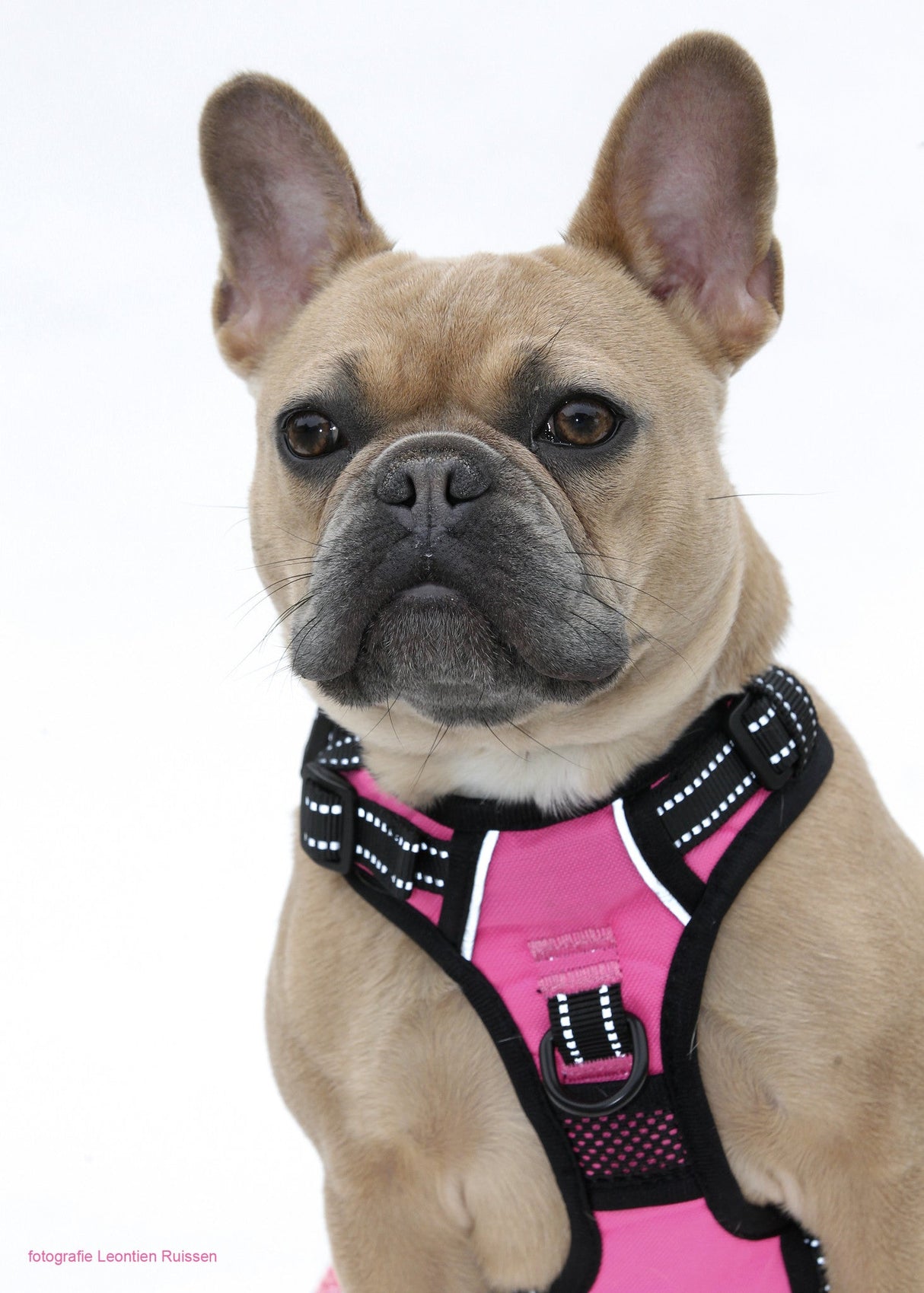 Frenkiez reflective Y tuig dog harness pink - Premium hondentuig > honden harnas from Frenkiez - Just €20! Shop now at Frenkiezdogshop
