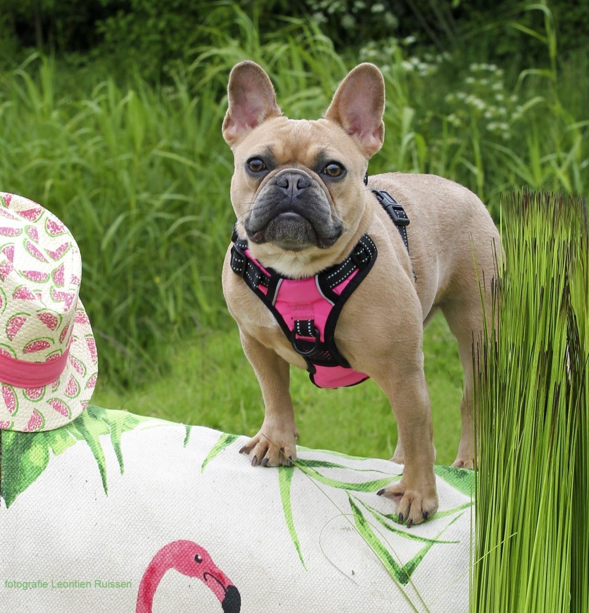 Frenkiez reflective Y tuig dog harness pink hondentuig > honden harnas > Y tuigen X - Small