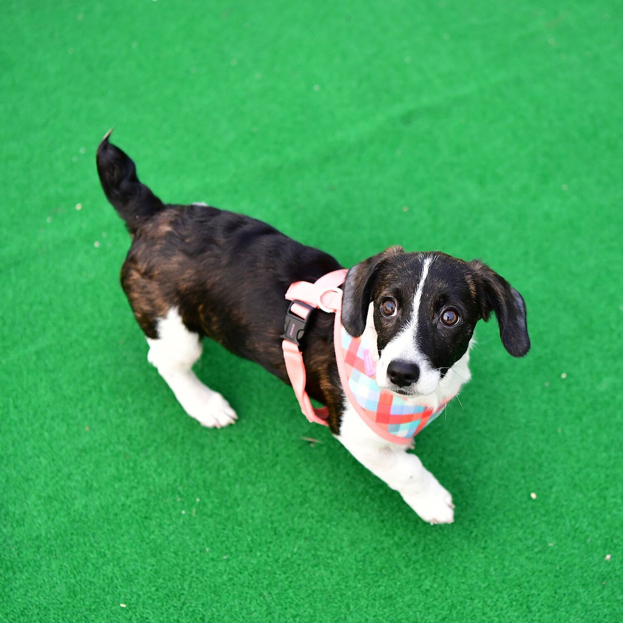 Pinkaholic Vivica Harness pink - Premium hondentuig > honden harnas from Pinkaholic - Just €20! Shop now at Frenkiezdogshop