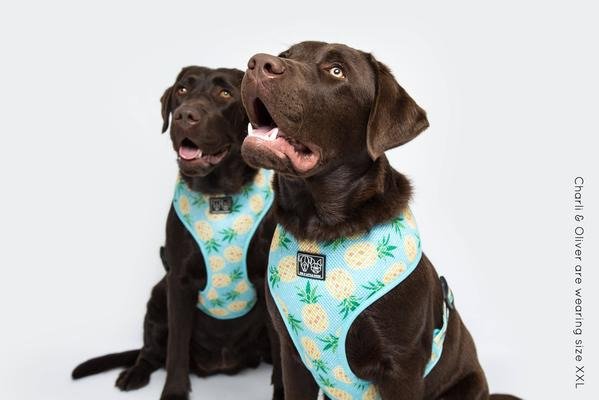 Big and Little Dogs Classic Harness Pine For You ( ALLEEN XXL ) - Premium hondentuig > honden harnas from Big and Little Dogs - Just €10! Shop now at Frenkiezdogshop