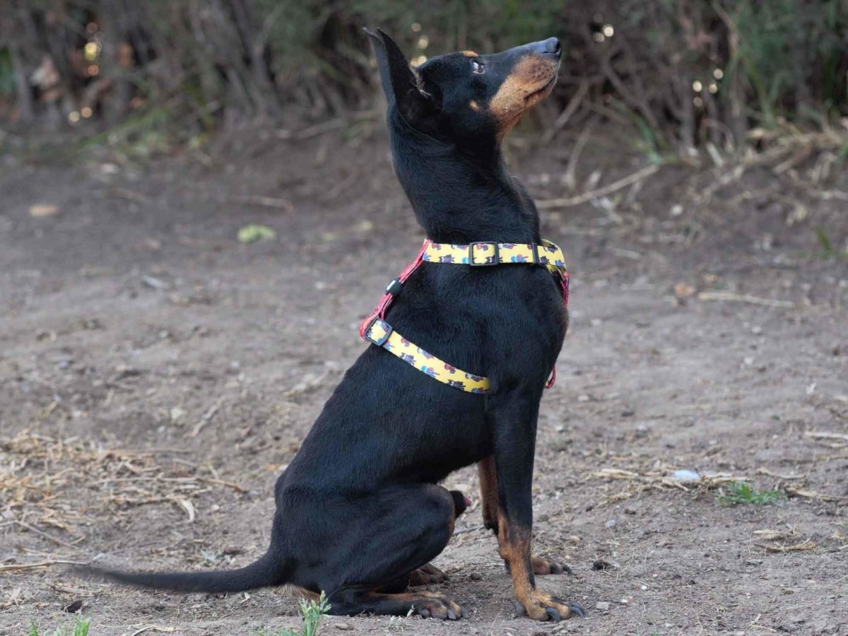 Dukier Classic Harness Superdog hondentuig > honden harnas > overige modellen Medium