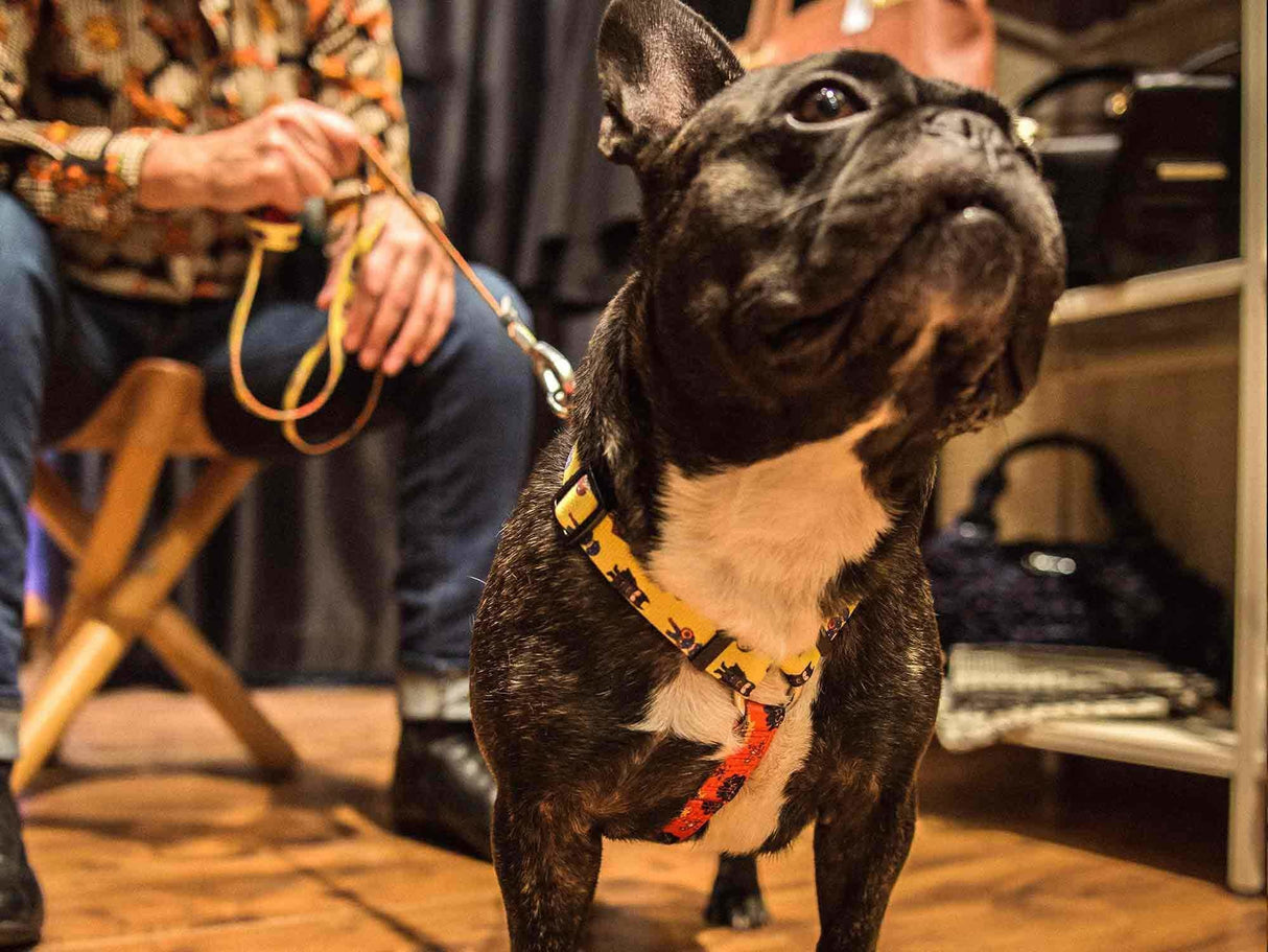 Dukier Classic Harness Superdog - Premium hondentuig > honden harnas from Dukier - Just €10! Shop now at Frenkiezdogshop