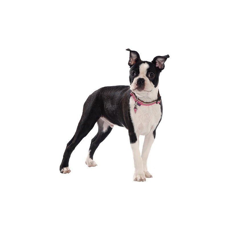 Bobby SURF collar Pink halsband > hondenhalsband Small