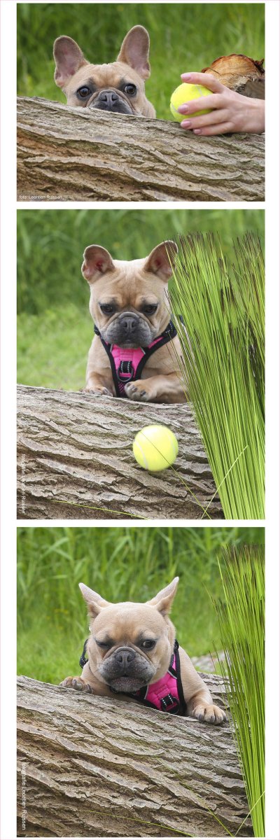 Frenkiez reflective Y tuig dog harness pink hondentuig > honden harnas > Y tuigen X - Small