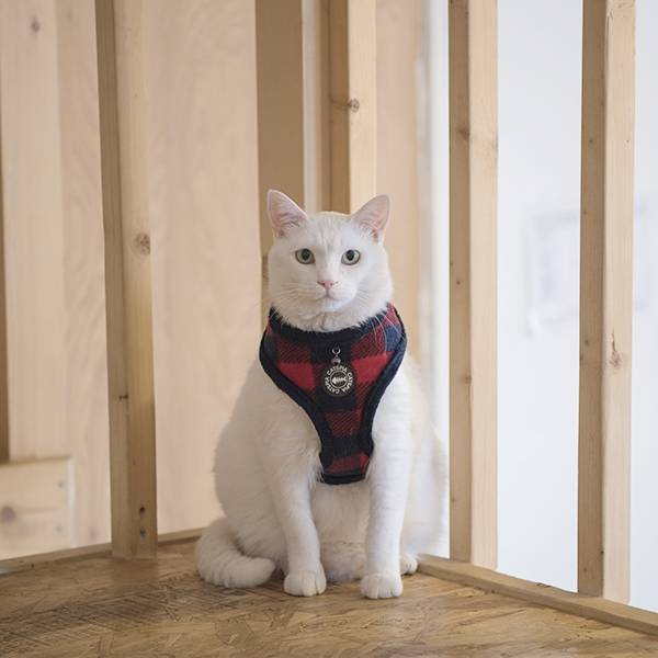 Catspia Katten Tuigje Figaro Harness Red ( ALLEEN LARGE ) Kattentuig > kattenharnas Medium