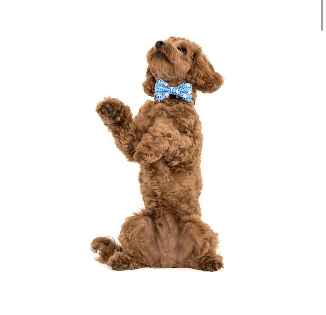 Big and Little Dogs Halsband Feeling Nauti ( XSMALL & MEDIUM ) - Premium halsband > hondenhalsband from Big and Little Dogs - Just €10! Shop now at Frenkiezdogshop