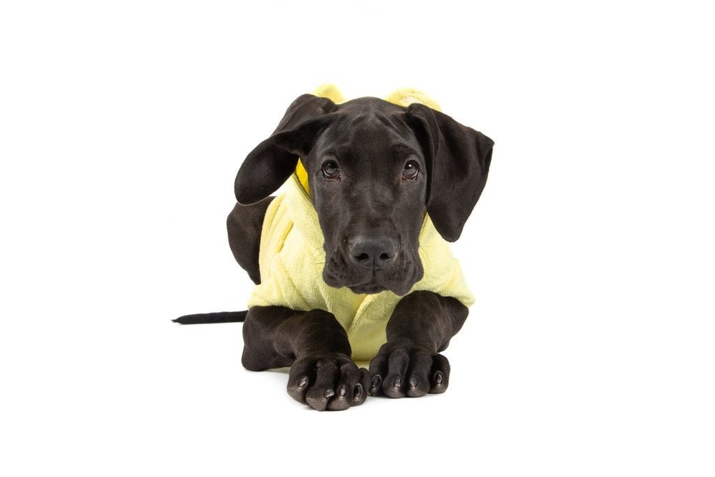 Big and Little Dogs Badjas Lemon Hondenbadjas > Dogrobe X - Small