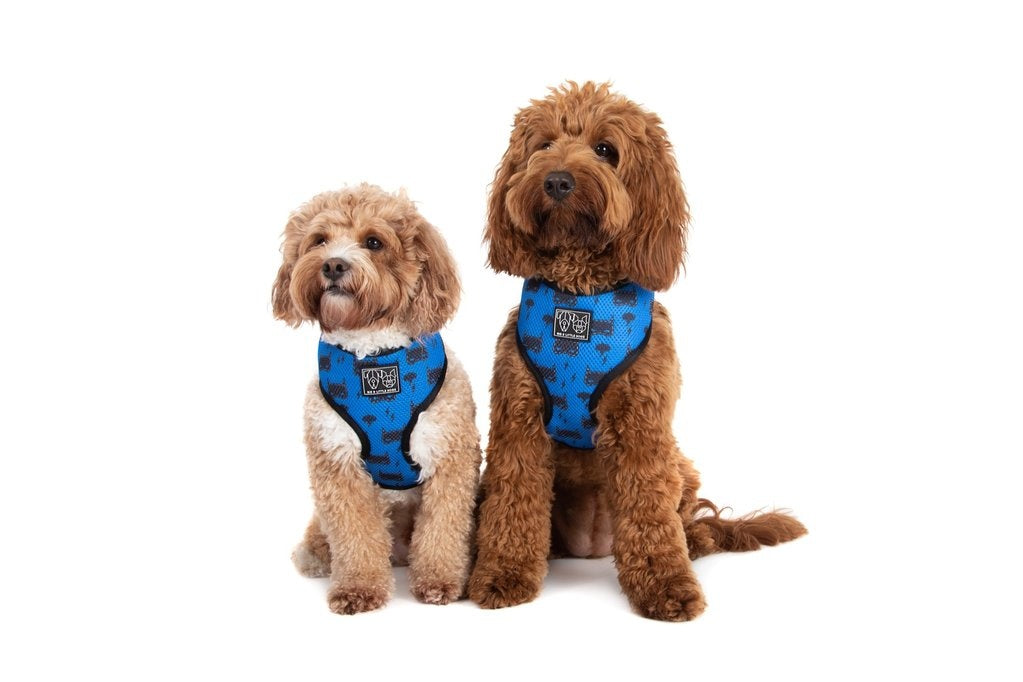 Big & Little Dogs Classic Harness Bat-Dog - Premium hondentuig > honden harnas from Big and Little Dogs - Just €10! Shop now at Frenkiezdogshop