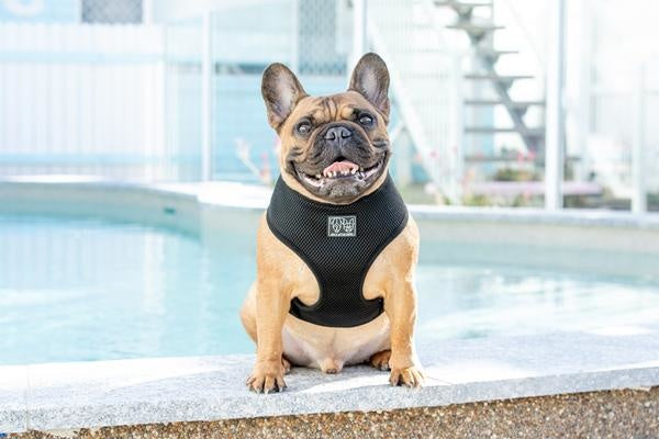 Big and Little Dogs Classic Harness Black ( XS, M & XXL ) - Premium hondentuig > honden harnas from Big and Little Dogs - Just €10! Shop now at Frenkiezdogshop