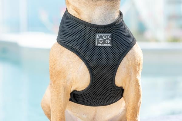 Big and Little Dogs Classic Harness Black ( XS, M & XXL ) - Premium hondentuig > honden harnas from Big and Little Dogs - Just €10! Shop now at Frenkiezdogshop