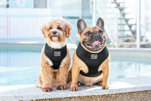 Big and Little Dogs Classic Harness Black ( XS, M & XXL ) - Premium hondentuig > honden harnas from Big and Little Dogs - Just €10! Shop now at Frenkiezdogshop