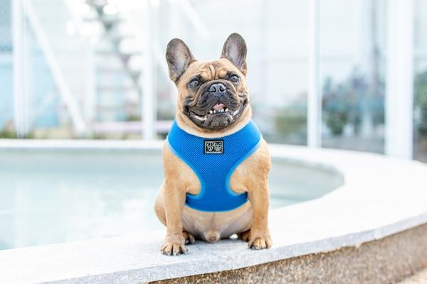 Big and Little Dogs Classic Harness Cobalt Blue - Premium hondentuig > honden harnas from Big and Little Dogs - Just €10! Shop now at Frenkiezdogshop