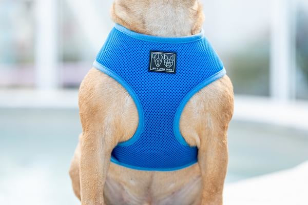 Big and Little Dogs Classic Harness Cobalt Blue - Premium hondentuig > honden harnas from Big and Little Dogs - Just €10! Shop now at Frenkiezdogshop