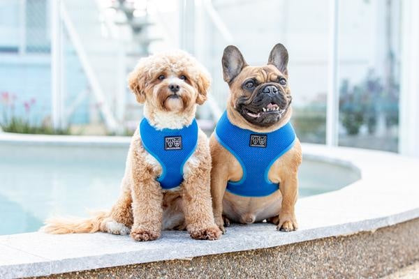 Big and Little Dogs Classic Harness Cobalt Blue - Premium hondentuig > honden harnas from Big and Little Dogs - Just €10! Shop now at Frenkiezdogshop