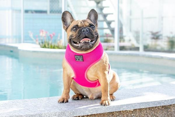 Big and Little Dogs Classic Harness Hot Pink - Premium hondentuig > honden harnas from Big and Little Dogs - Just €10! Shop now at Frenkiezdogshop