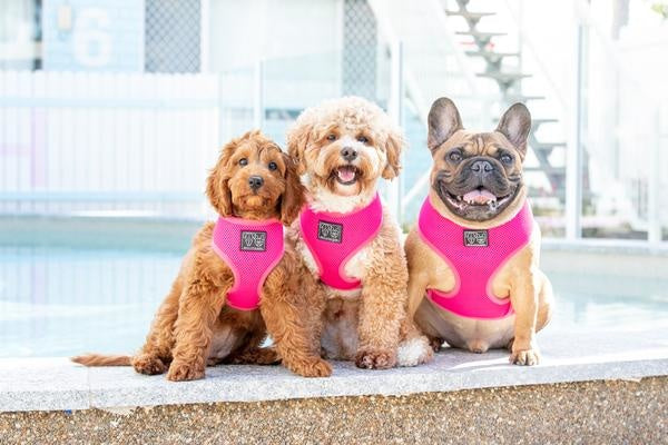 Big and Little Dogs Classic Harness Hot Pink - Premium hondentuig > honden harnas from Big and Little Dogs - Just €10! Shop now at Frenkiezdogshop