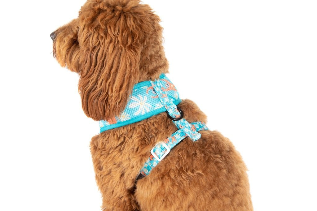 Big & Little Dogs Classic Harness Slotin' Around - Premium hondentuig > honden harnas from Big and Little Dogs - Just €10! Shop now at Frenkiezdogshop