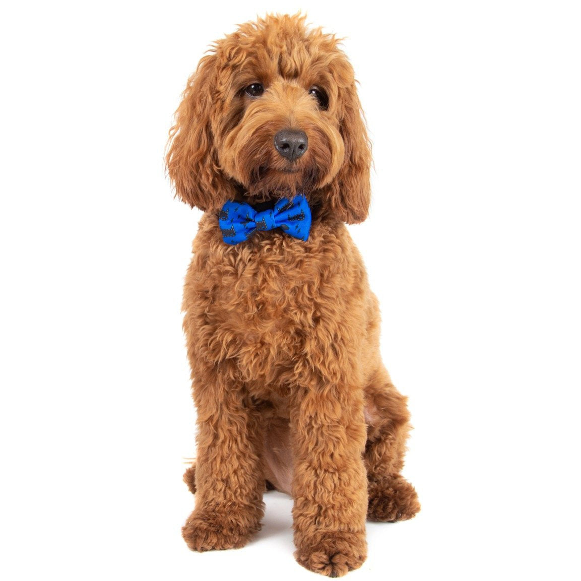 Big and Little Dogs Collar & Bow-tie Bat-Dog - Premium Hondenstrik > strik from Big and Little Dogs - Just €10! Shop now at Frenkiezdogshop