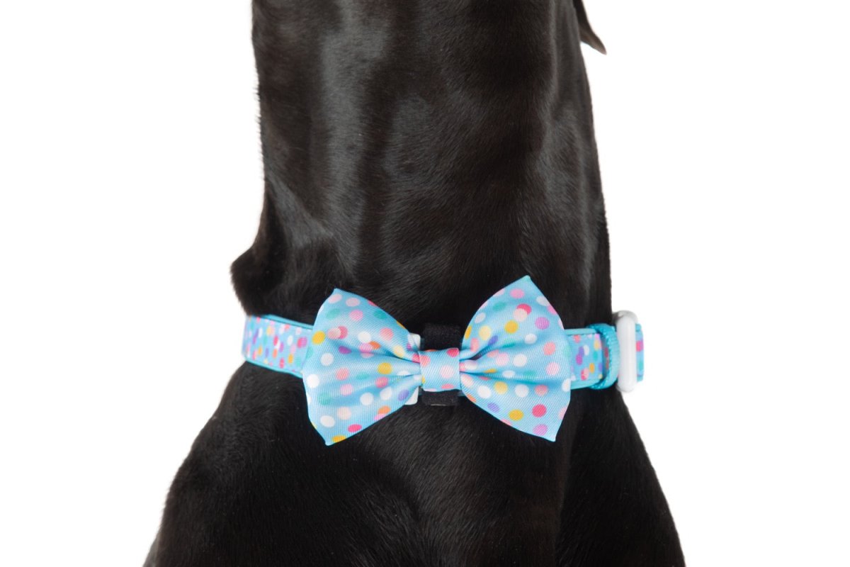 Big and Little Dogs Collar & Bow - tie Blue Confetti halsband > hondenhalsband X - Small