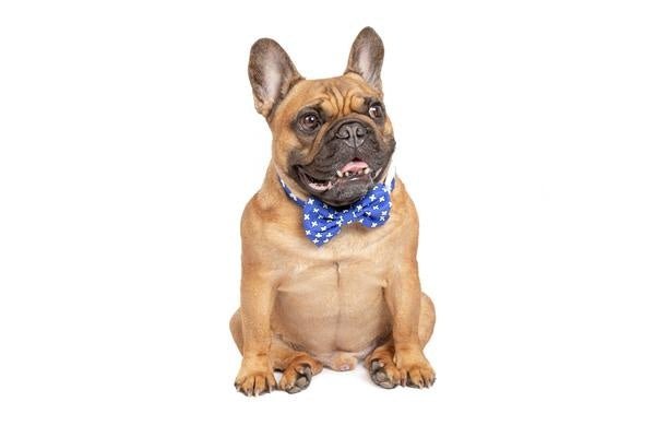 Big and Little Dogs Halsband Blue X's halsband > hondenhalsband X - Small