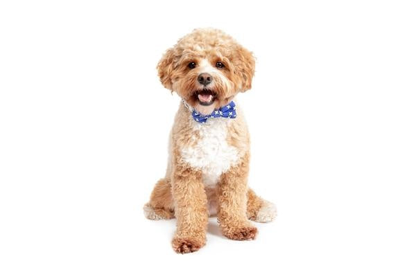 Big and Little Dogs Halsband Blue X's - Premium halsband > hondenhalsband from Big and Little Dogs - Just €10! Shop now at Frenkiezdogshop