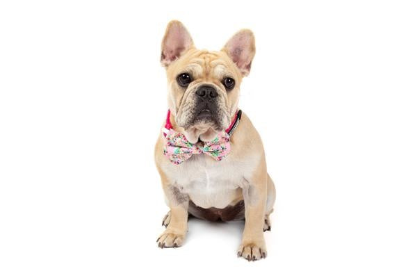 Big and Little Dogs Halsband Born to be a Unicorn - Premium halsband > hondenhalsband from Big and Little Dogs - Just €10! Shop now at Frenkiezdogshop